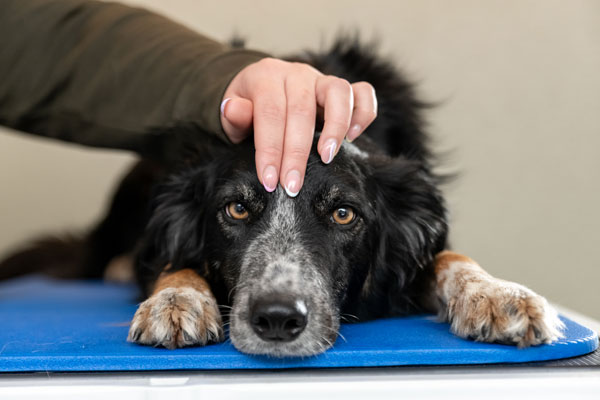 digtere Til ære for Alexander Graham Bell Kraniosakralterapi til hunde → Book tid online | Clinic Canis